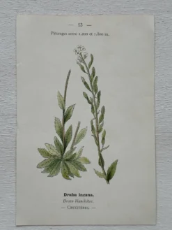 Planche Botanique 1800 Gravure naturaliste ancienne 19eme recto verso
