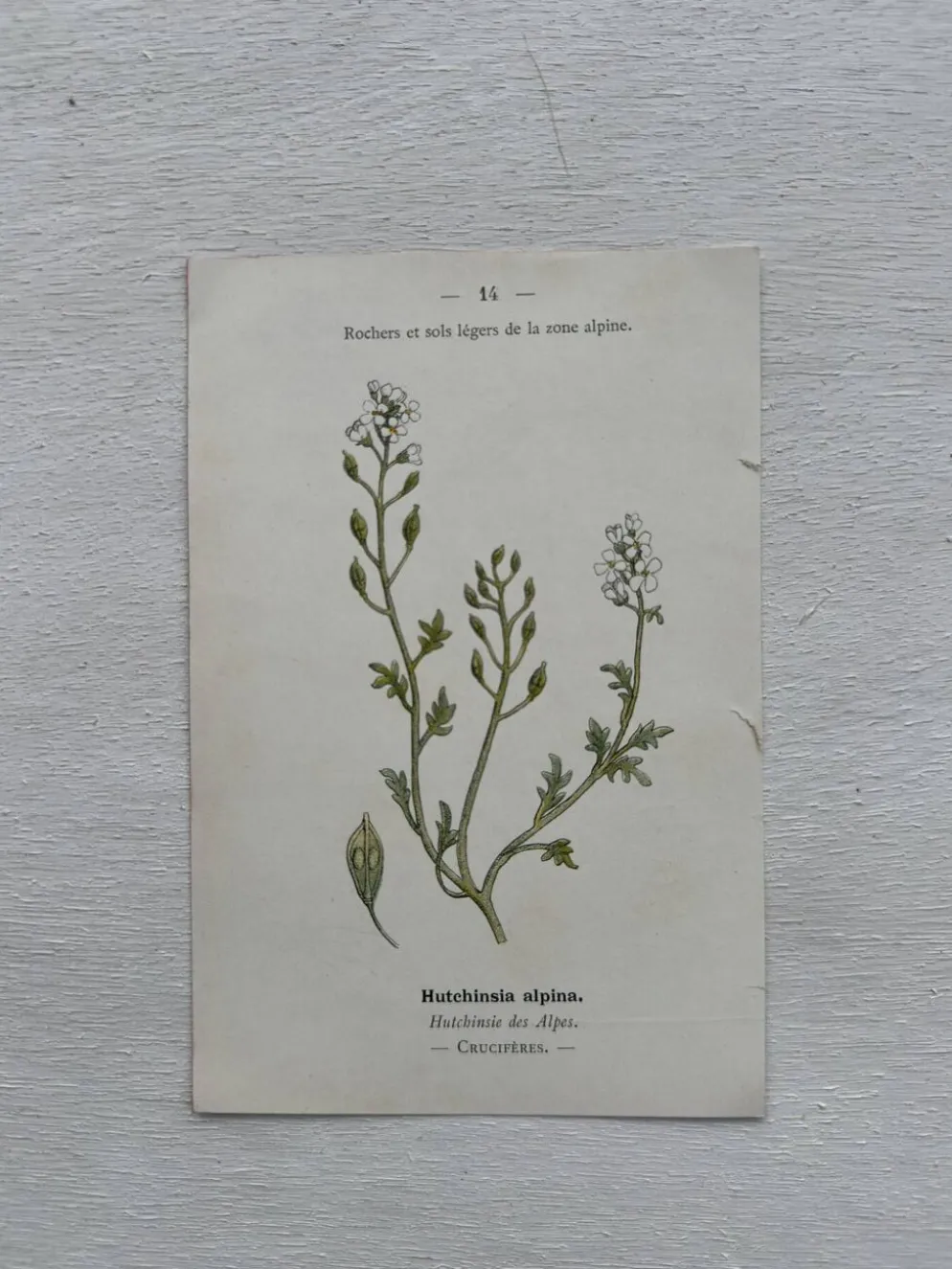 Planche Botanique 1800 Gravure naturaliste ancienne 19eme recto verso