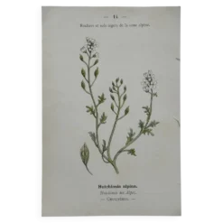 Planche Botanique 1800 Gravure naturaliste ancienne 19eme recto verso