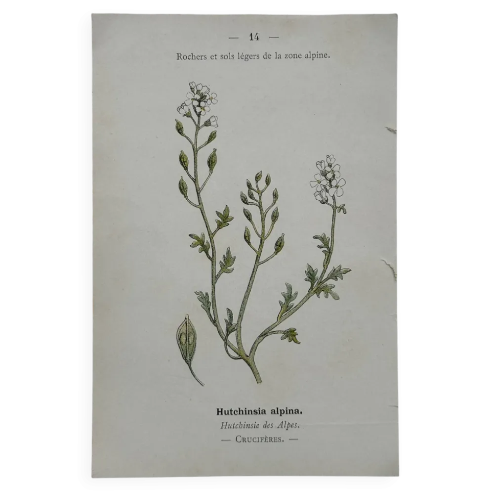 Planche Botanique 1800 Gravure naturaliste ancienne 19eme recto verso