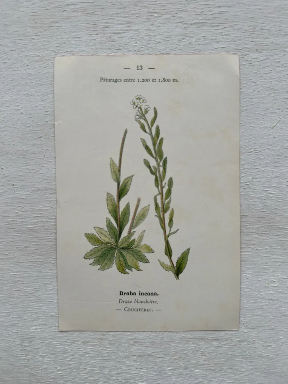 Planche Botanique 1800 Gravure naturaliste ancienne 19eme recto verso