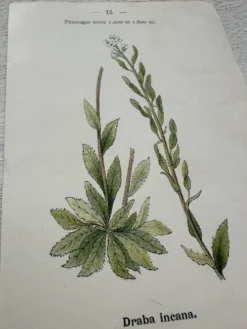 Planche Botanique 1800 Gravure naturaliste ancienne 19eme recto verso
