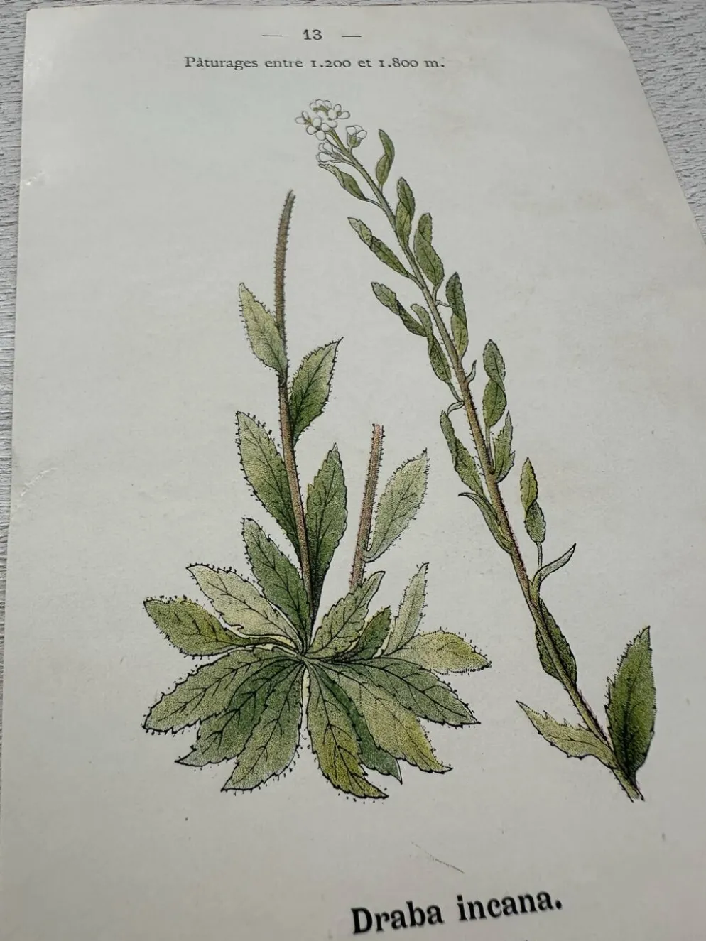 Planche Botanique 1800 Gravure naturaliste ancienne 19eme recto verso