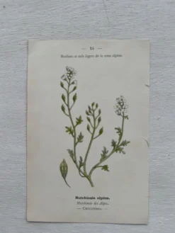 Planche Botanique 1800 Gravure naturaliste ancienne 19eme recto verso