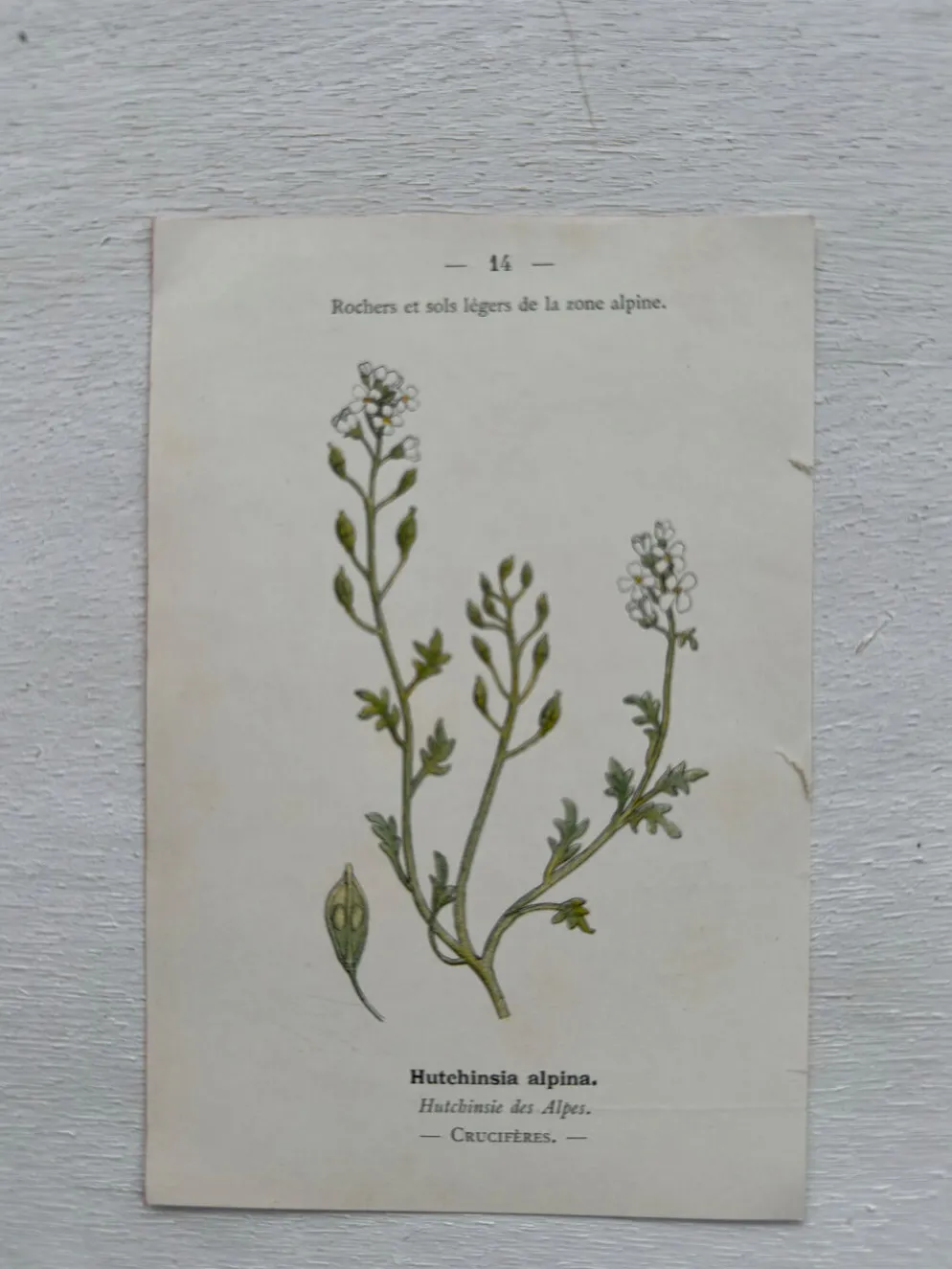 Planche Botanique 1800 Gravure naturaliste ancienne 19eme recto verso