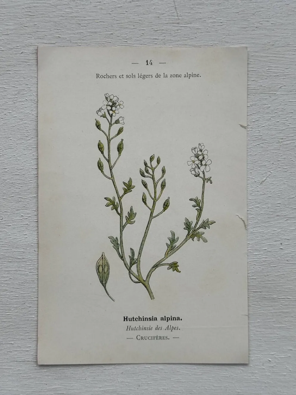 Planche Botanique 1800 Gravure naturaliste ancienne 19eme recto verso
