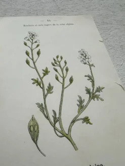 Planche Botanique 1800 Gravure naturaliste ancienne 19eme recto verso