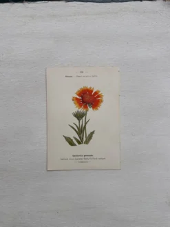 Planche Botanique 1800 Gravure naturaliste ancienne 19eme recto verso