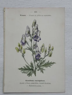Planche Botanique 1800 Gravure naturaliste ancienne 19eme recto verso