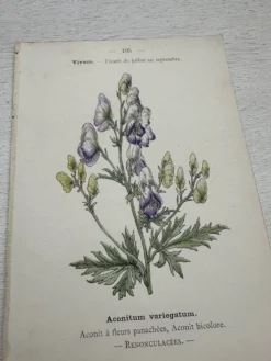 Planche Botanique 1800 Gravure naturaliste ancienne 19eme recto verso