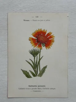 Planche Botanique 1800 Gravure naturaliste ancienne 19eme recto verso