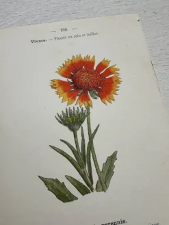 Planche Botanique 1800 Gravure naturaliste ancienne 19eme recto verso