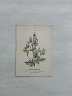 Planche Botanique 1800 Gravure naturaliste ancienne 19eme recto verso