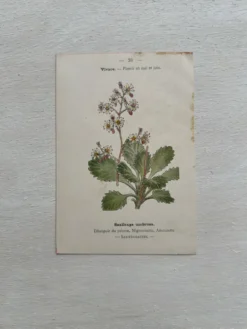 Planche Botanique 1800 Gravure naturaliste ancienne 19eme recto verso
