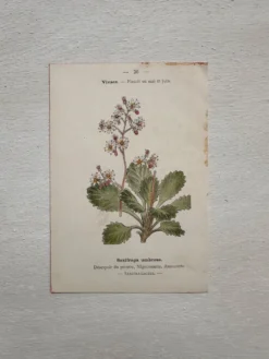 Planche Botanique 1800 Gravure naturaliste ancienne 19eme recto verso