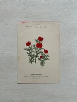 Planche Botanique 1800 Gravure naturaliste ancienne 19eme recto verso