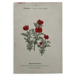 Planche Botanique 1800 Gravure naturaliste ancienne 19eme recto verso