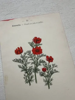 Planche Botanique 1800 Gravure naturaliste ancienne 19eme recto verso