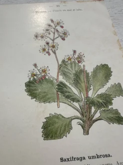 Planche Botanique 1800 Gravure naturaliste ancienne 19eme recto verso