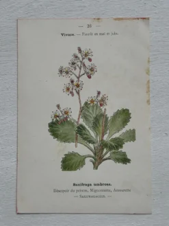 Planche Botanique 1800 Gravure naturaliste ancienne 19eme recto verso