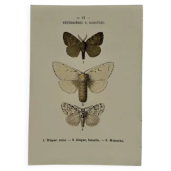 Planche Botanique 1800 Gravure naturaliste ancienne 19eme recto verso