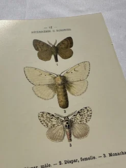 Planche Botanique 1800 Gravure naturaliste ancienne 19eme recto verso