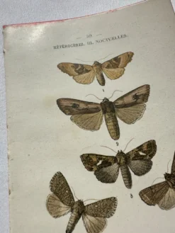 Planche Botanique 1800 Gravure naturaliste ancienne 19eme recto verso