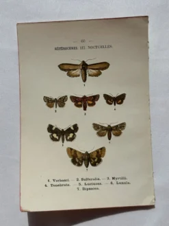 Planche Botanique 1800 Gravure naturaliste ancienne 19eme recto verso