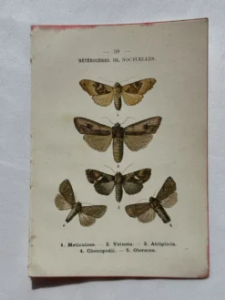 Planche Botanique 1800 Gravure naturaliste ancienne 19eme recto verso
