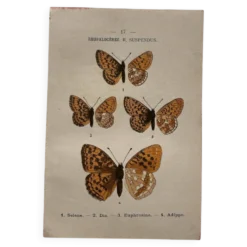 Planche Botanique 1800 Gravure naturaliste ancienne 19eme recto verso