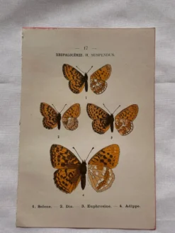 Planche Botanique 1800 Gravure naturaliste ancienne 19eme recto verso