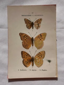 Planche Botanique 1800 Gravure naturaliste ancienne 19eme recto verso