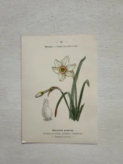 Planche Botanique 1800 Gravure naturaliste ancienne 19eme recto verso