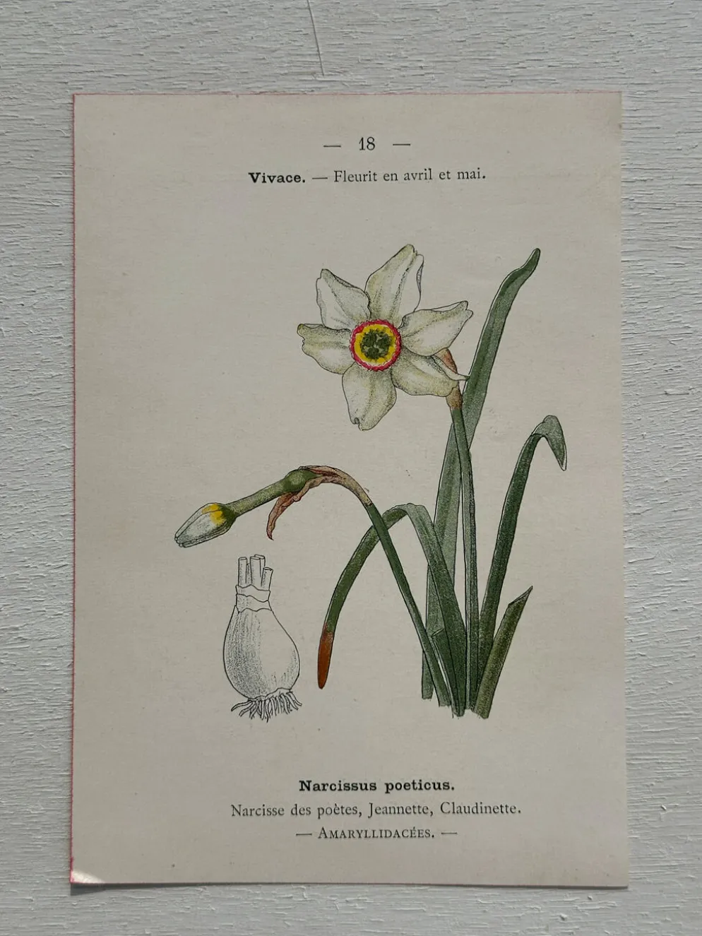 Planche Botanique 1800 Gravure naturaliste ancienne 19eme recto verso