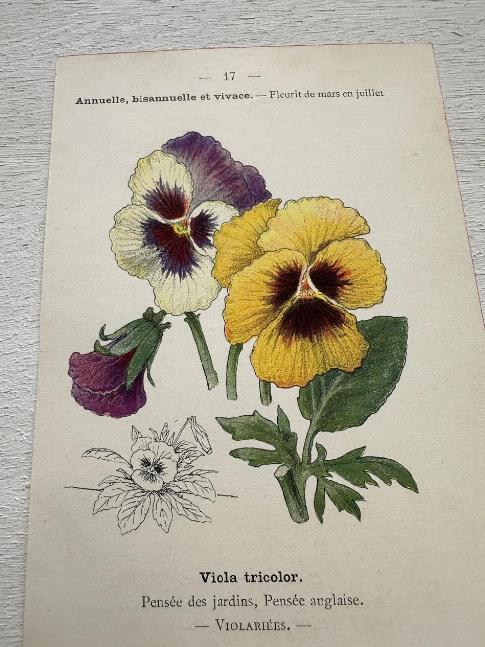 Planche Botanique 1800 Gravure naturaliste ancienne 19eme recto verso