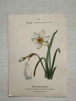 Planche Botanique 1800 Gravure naturaliste ancienne 19eme recto verso