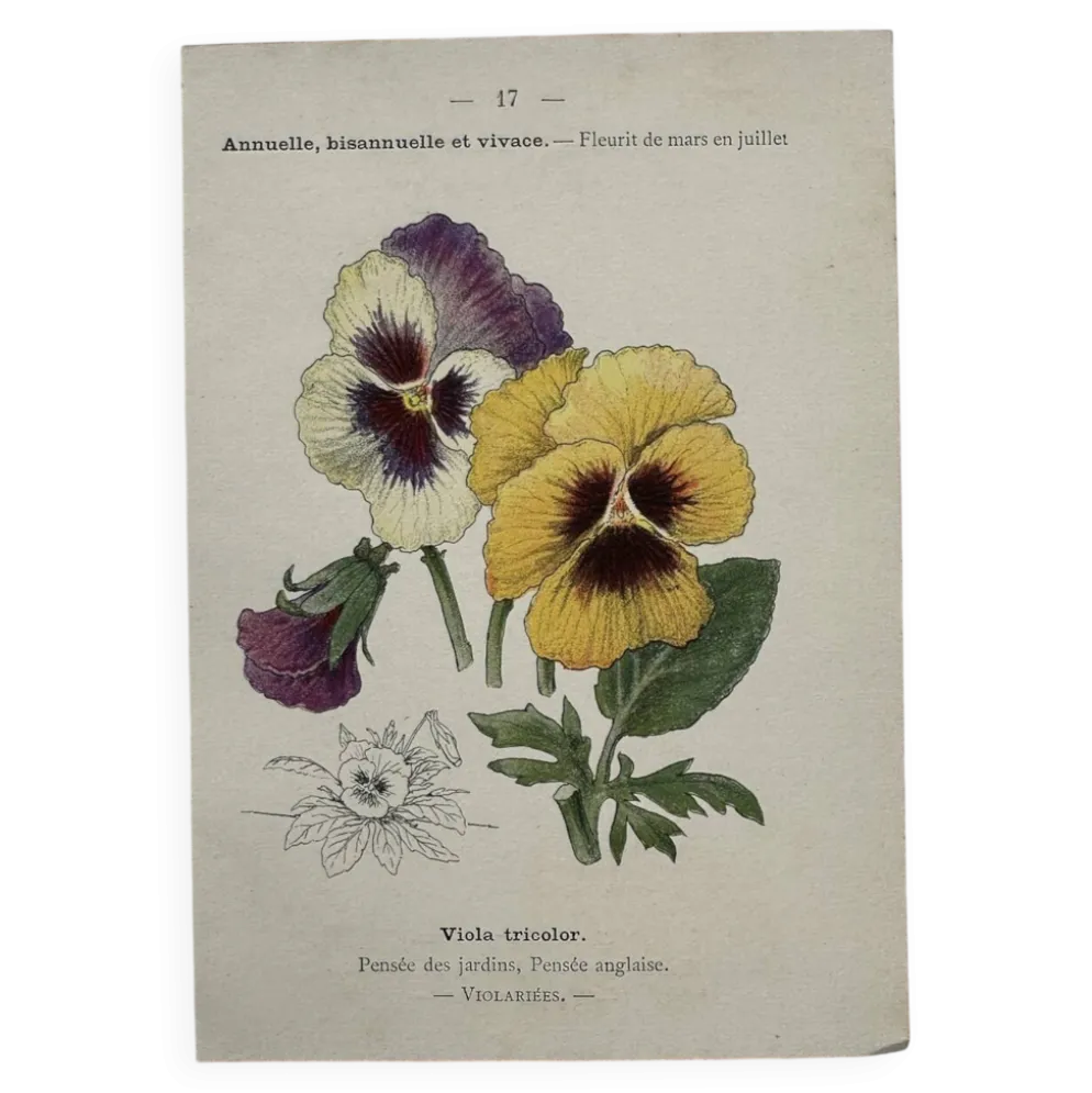 Planche Botanique 1800 Gravure naturaliste ancienne 19eme recto verso