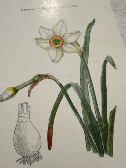 Planche Botanique 1800 Gravure naturaliste ancienne 19eme recto verso