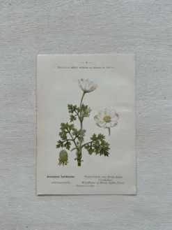 Planche Botanique 1800 Gravure naturaliste ancienne 19eme recto verso