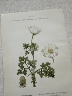 Planche Botanique 1800 Gravure naturaliste ancienne 19eme recto verso