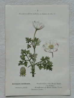 Planche Botanique 1800 Gravure naturaliste ancienne 19eme recto verso
