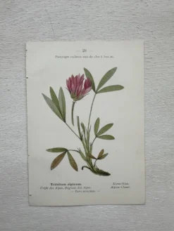 Planche Botanique 1800 Gravure naturaliste ancienne 19eme recto verso