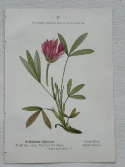 Planche Botanique 1800 Gravure naturaliste ancienne 19eme recto verso
