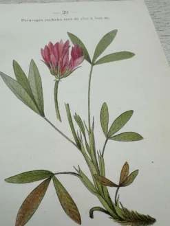 Planche Botanique 1800 Gravure naturaliste ancienne 19eme recto verso