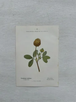 Planche Botanique 1800 Gravure naturaliste ancienne 19eme recto verso