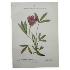 Planche Botanique 1800 Gravure naturaliste ancienne 19eme recto verso