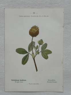Planche Botanique 1800 Gravure naturaliste ancienne 19eme recto verso
