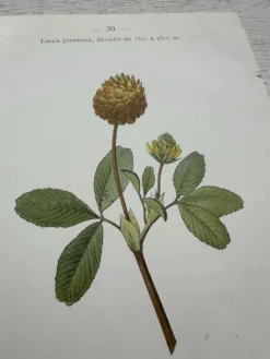 Planche Botanique 1800 Gravure naturaliste ancienne 19eme recto verso