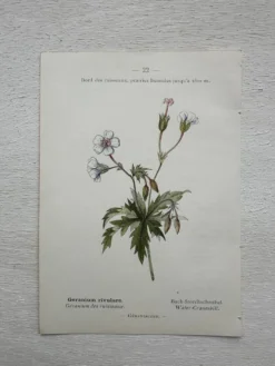 Planche Botanique 1800 Gravure naturaliste ancienne 19eme recto verso