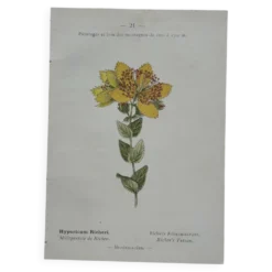 Planche Botanique 1800 Gravure naturaliste ancienne 19eme recto verso